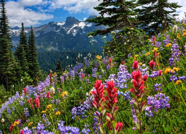 flower-meadow-and-mountains.jpg