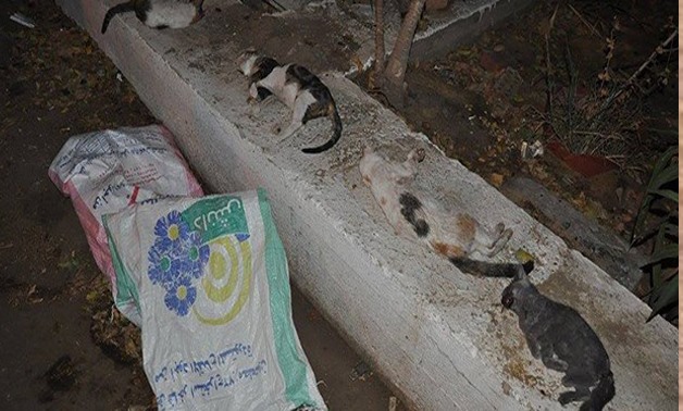 muslim killing cats.jpg