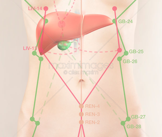 tcm-liver-and-gallbladder-meridian.jpg